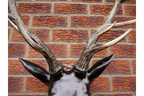 Stag Head - Large
