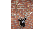 Stag Head - Large