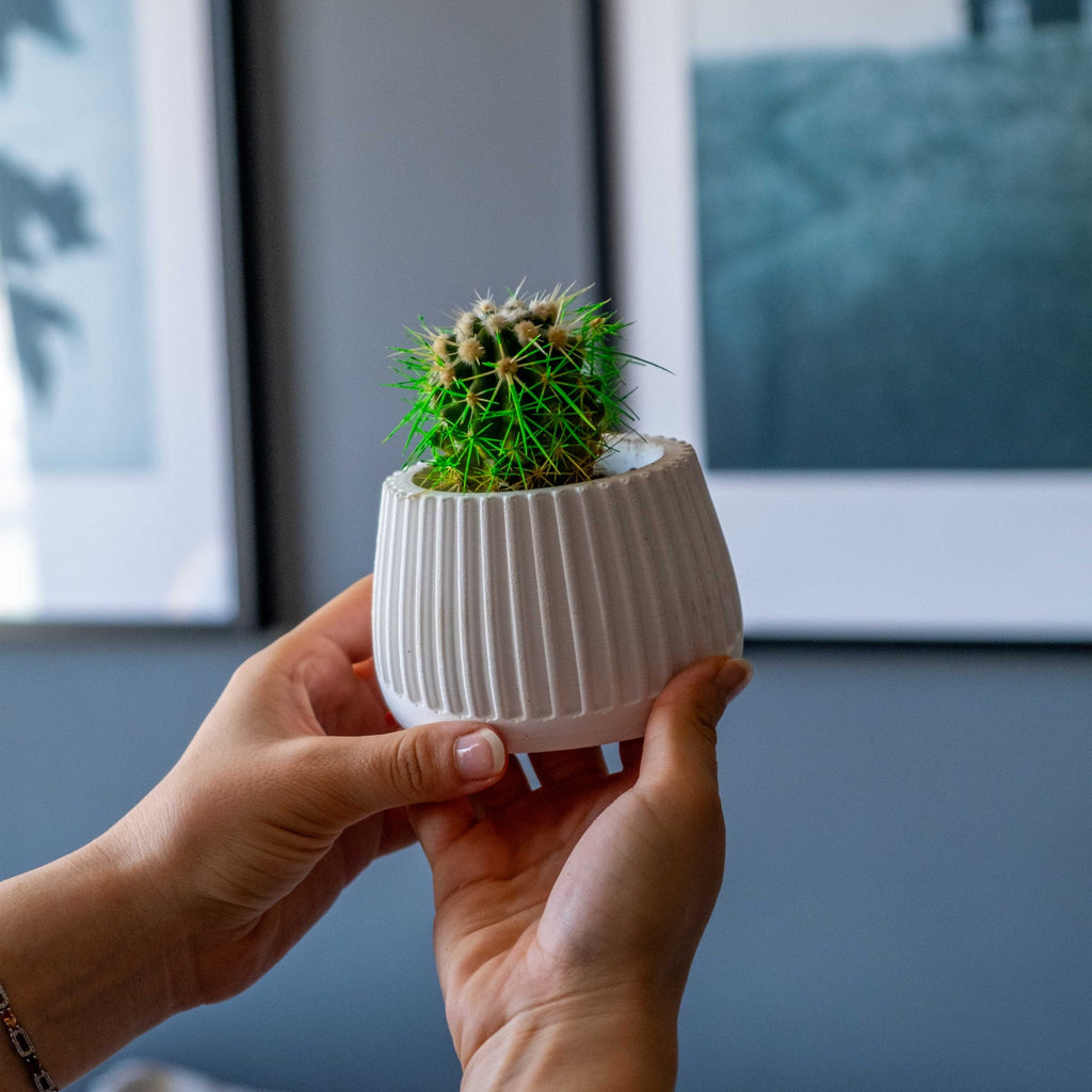 WHITE CONCRETE MUG POT Default Title