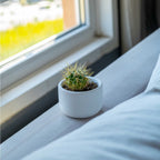 Small White Concrete Dolphin Pot