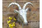 Gazelle Head