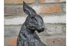 Hare