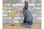 Hare
