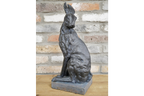 Hare