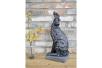 Hare