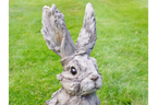 Rabbit - Wood Effect