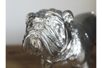 Bulldog