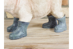 Pig In Wellies