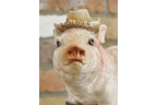 Pig In Wellies