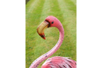 Flamingo - Large