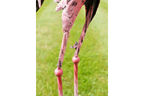 Flamingo - Small