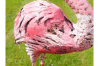 Flamingo - Small