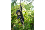 Climbing Monkey