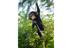 Climbing Monkey
