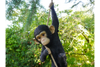 Climbing Monkey