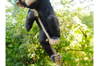 Climbing Monkey