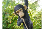 Climbing Monkey