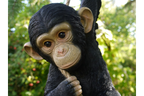 Climbing Monkey