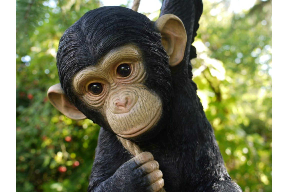 Climbing Monkey