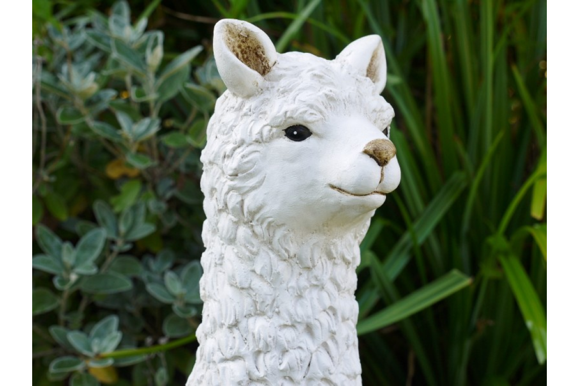 Llama (White)
