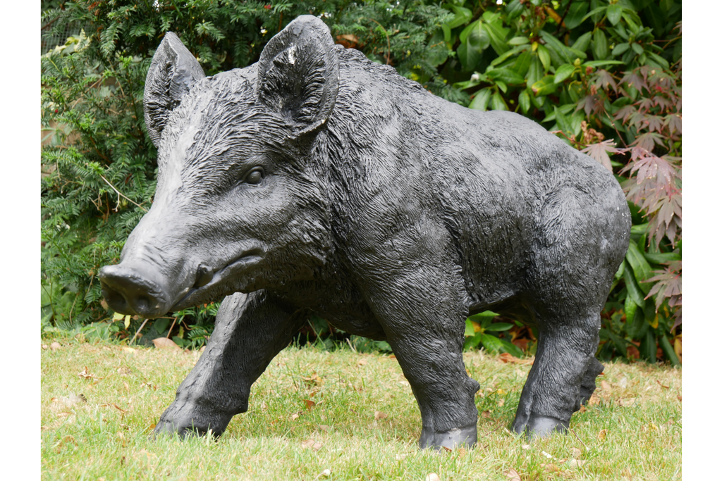 Large Boar