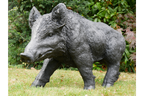 Large Boar