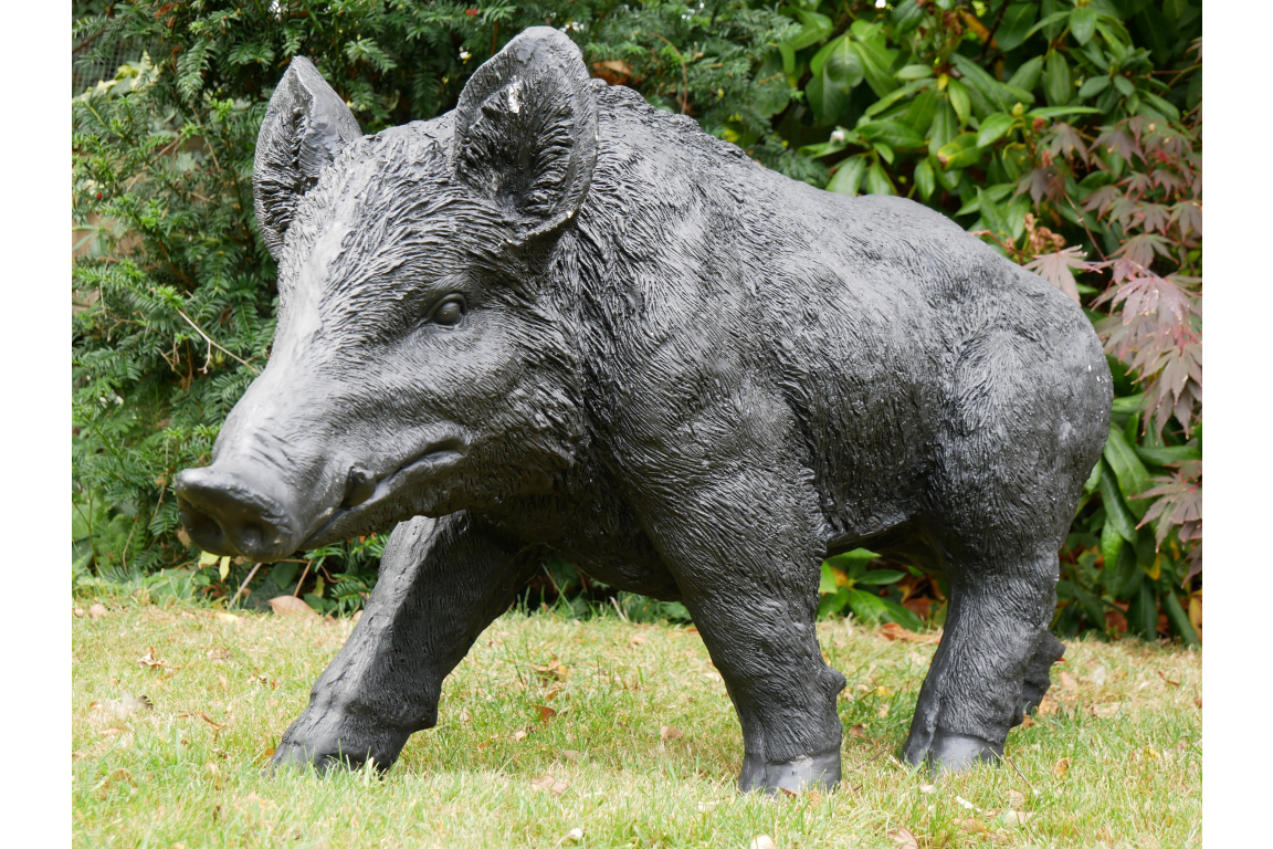 Large Boar