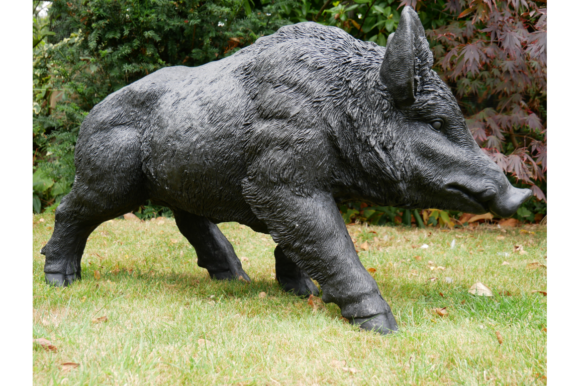 Large Boar