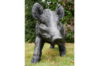 Large Boar