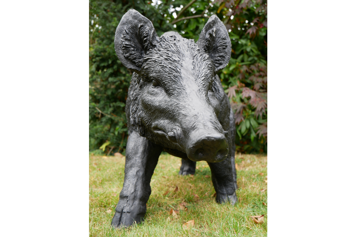 Large Boar