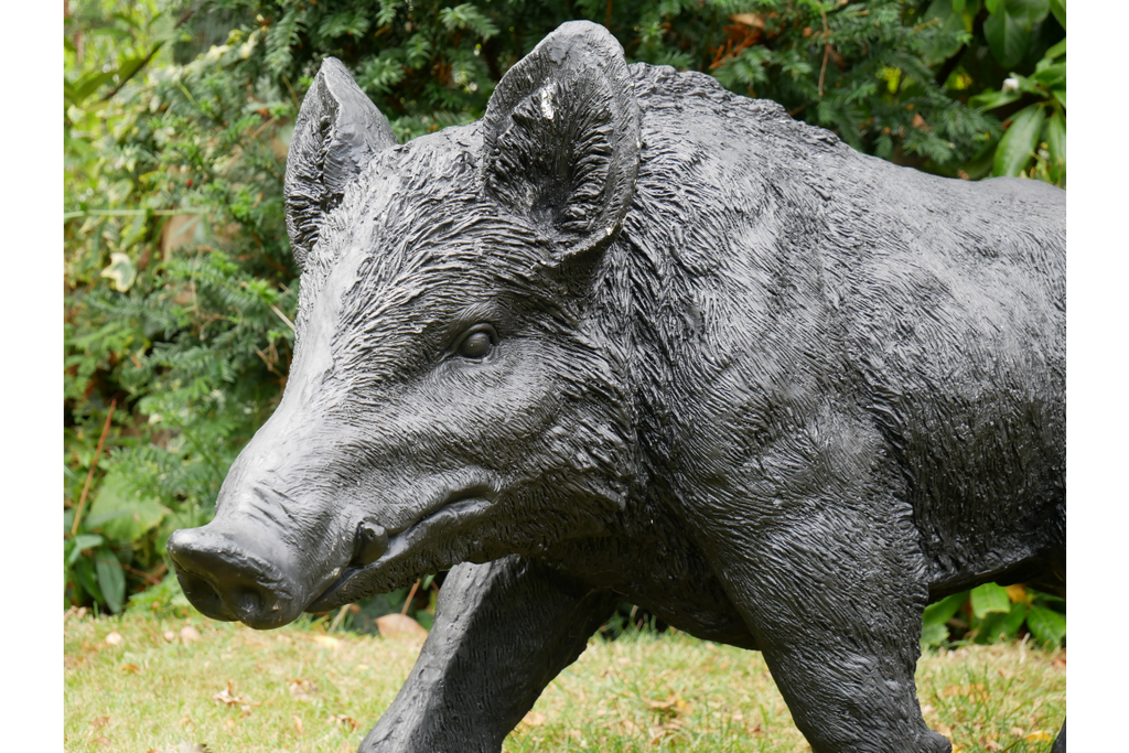 Large Boar