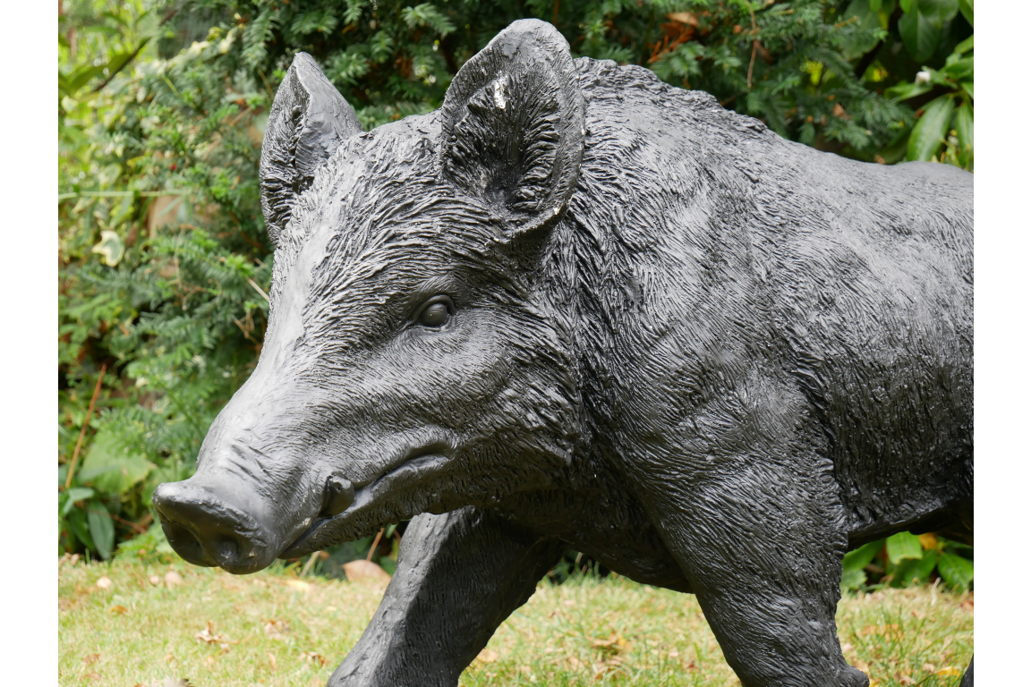 Large Boar