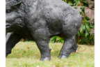 Large Boar