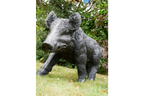 Large Boar