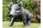 Large Boar