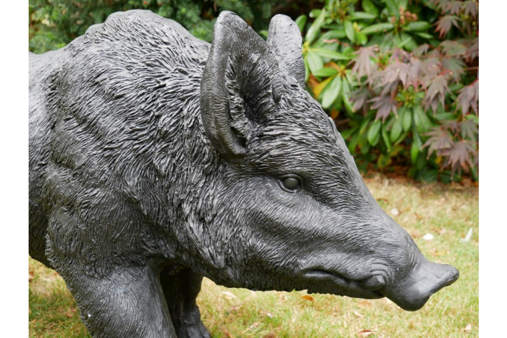 Large Boar