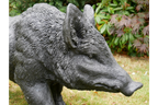 Large Boar
