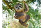 Climbing Sloth