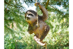 Climbing Sloth