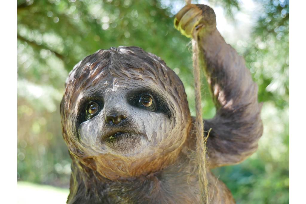 Climbing Sloth