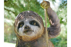 Climbing Sloth