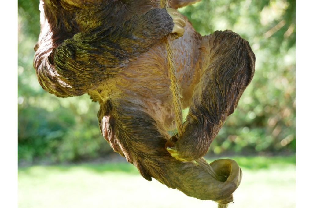 Climbing Sloth