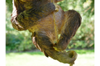 Climbing Sloth