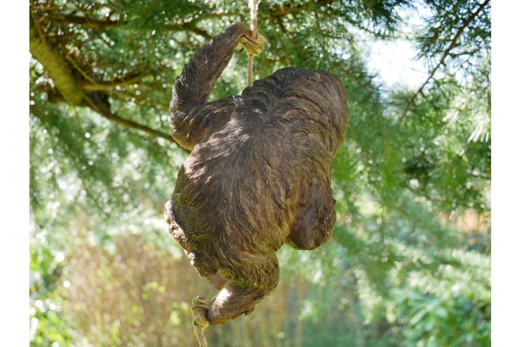 Climbing Sloth