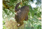 Climbing Sloth