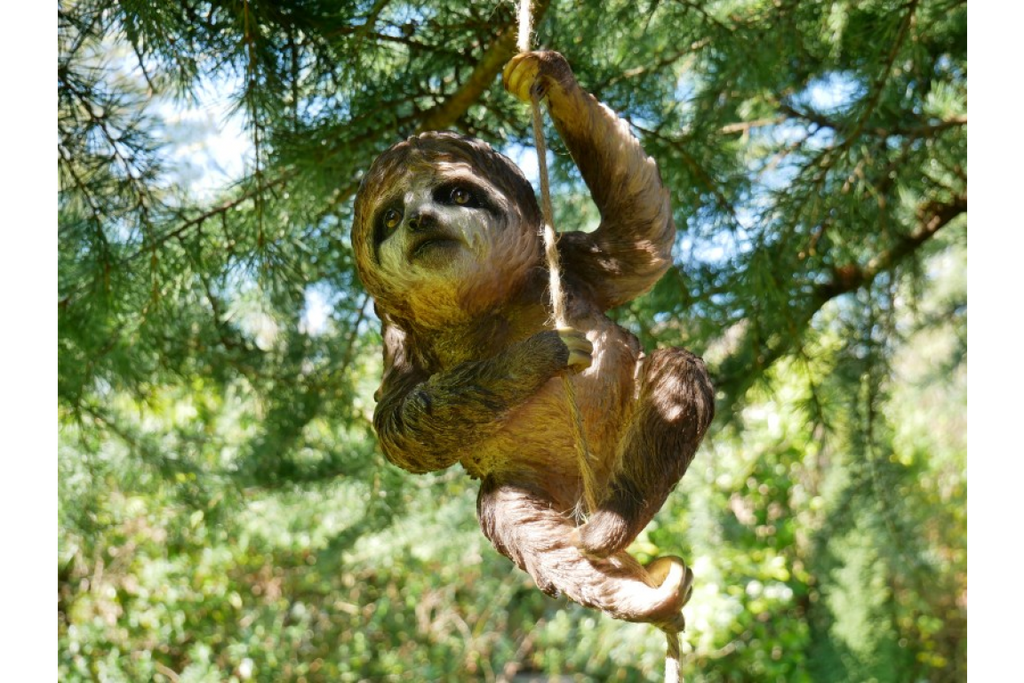 Climbing Sloth