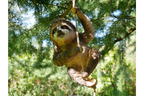 Climbing Sloth