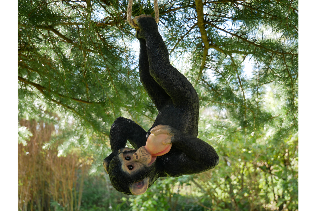 Climbing Monkey