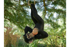 Climbing Monkey