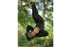 Climbing Monkey